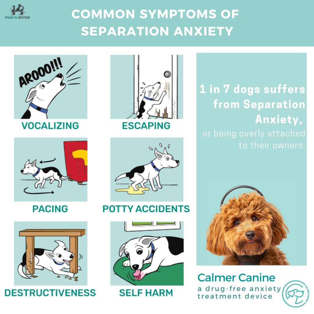 Common Symptoms of Separation Anxiety