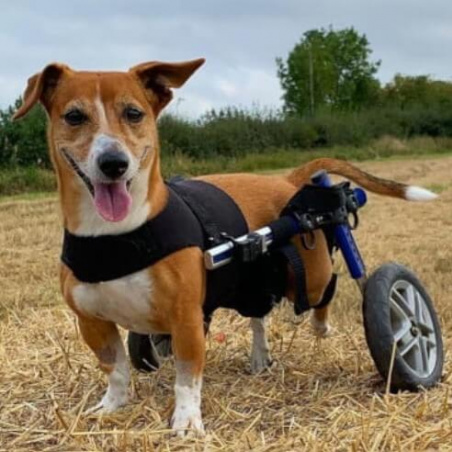 front vest for small dog wheelchair