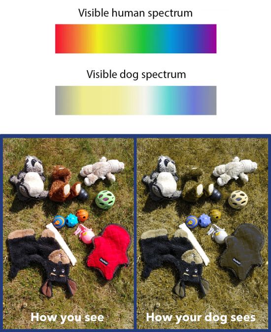 4 Best Toys For Blind Dogs: Top Picks for Visually-Impaired Pooches!