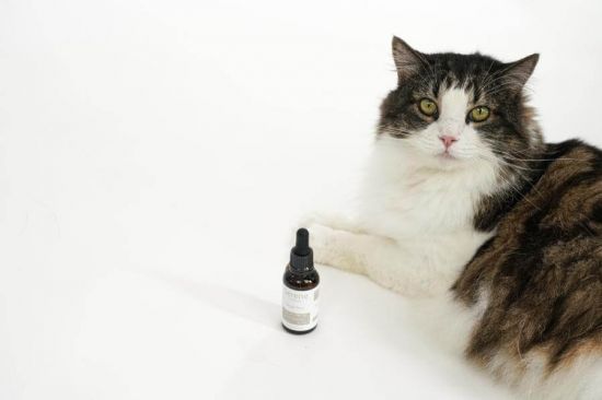Serene CBD Oil for Small Pet 300mg by LOP&LOA