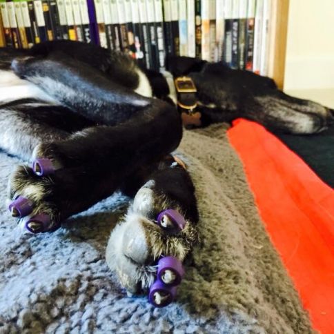 Traction Socks - Dr. Buzby's ToeGrips for Dogs