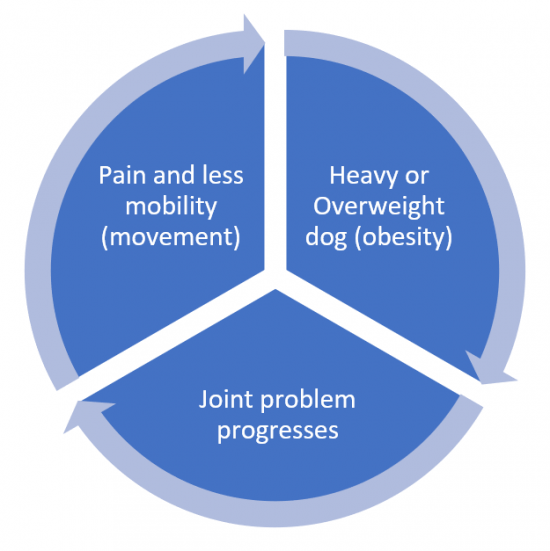 The snowball effect of the impact of obesity on joint disease progression.