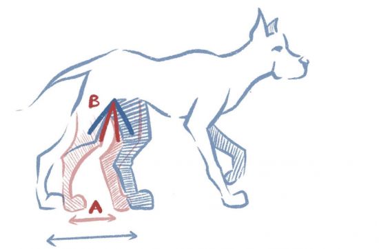 The increase in body weight increases the compressive forces that pass through the joints to the ground. Blue= lean dog, Red= obese dog